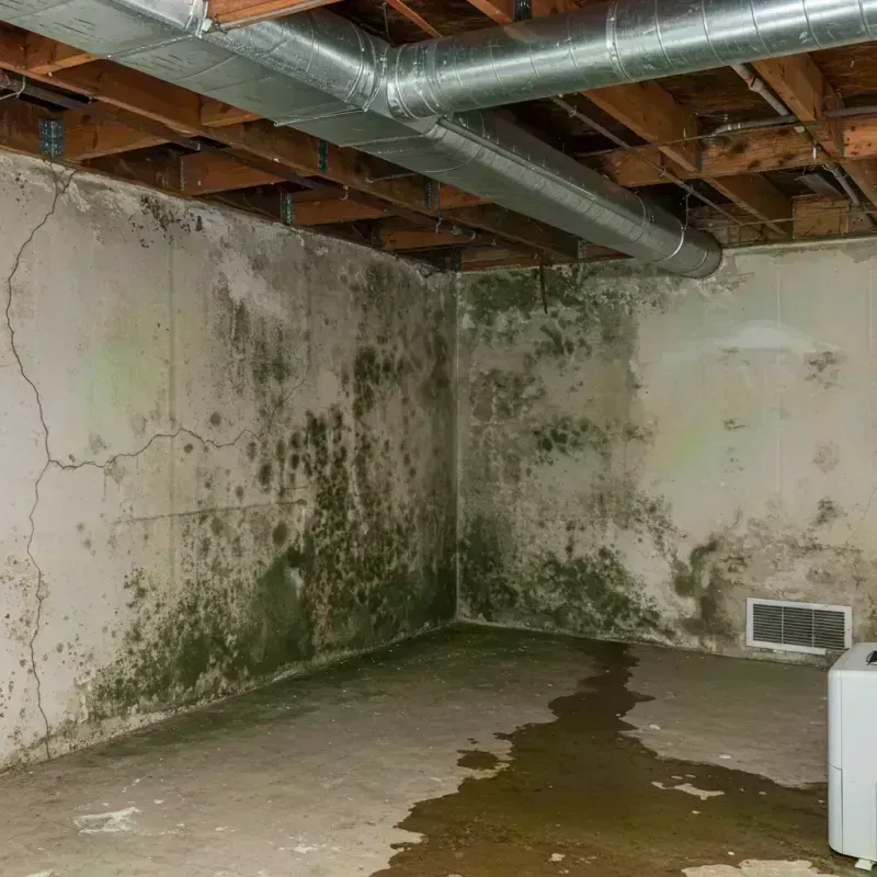 Professional Mold Removal in Oliver Springs, TN